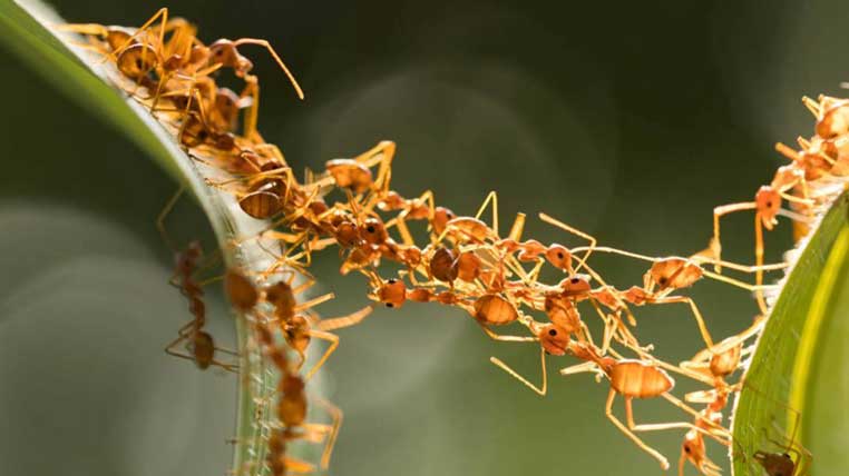 Curiozități despre animale - colonie de furnici