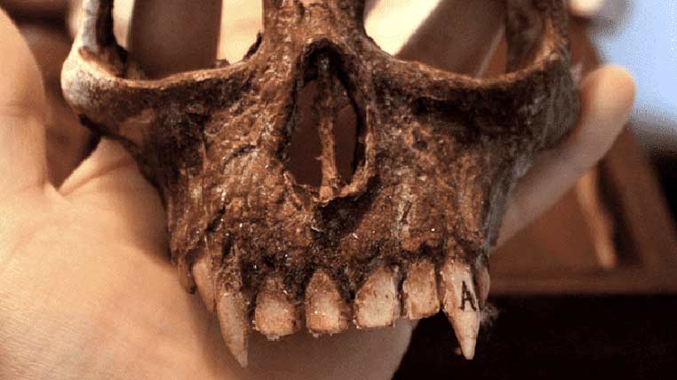 Craniu de Homo Vampyrus expus la Merrylin Cryptid Museum, Londra
