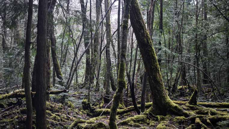 Cele mai sinistre locuri din lume - Pădurea Aokigahara, Japonia