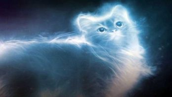 Au animalele suflet? 14 cazuri incredibile de animale de companie fantomă