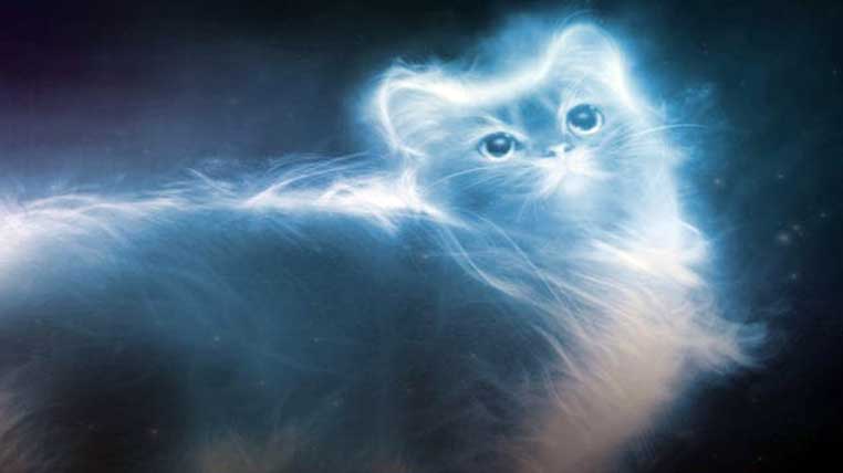 Au animalele suflet? 14 cazuri incredibile de animale de companie fantomă