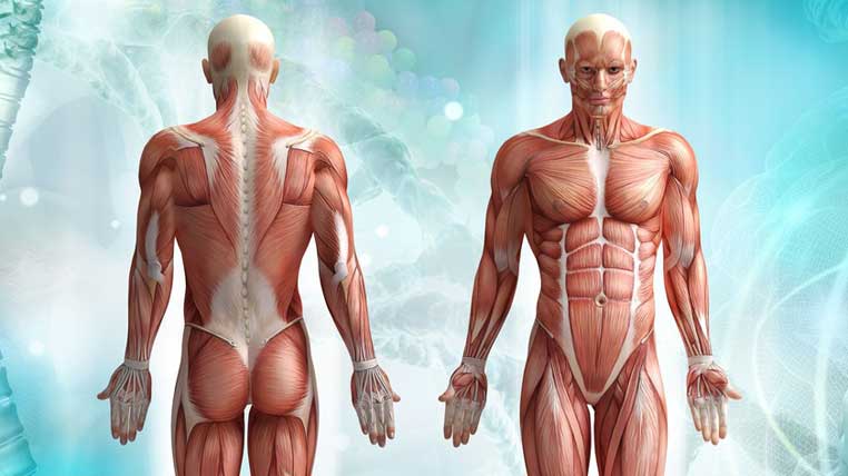 Curiozități despre sistemul muscular