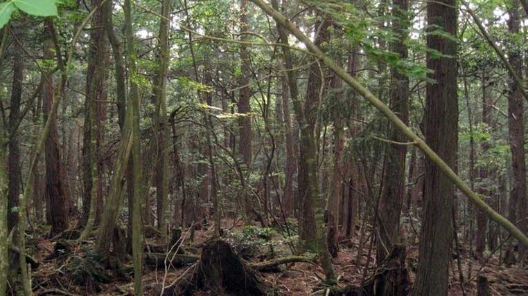 Pădurea Aokigahara, Japonia