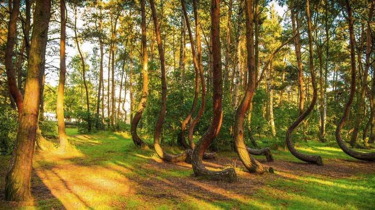 Pădurea strâmbă, Polonia