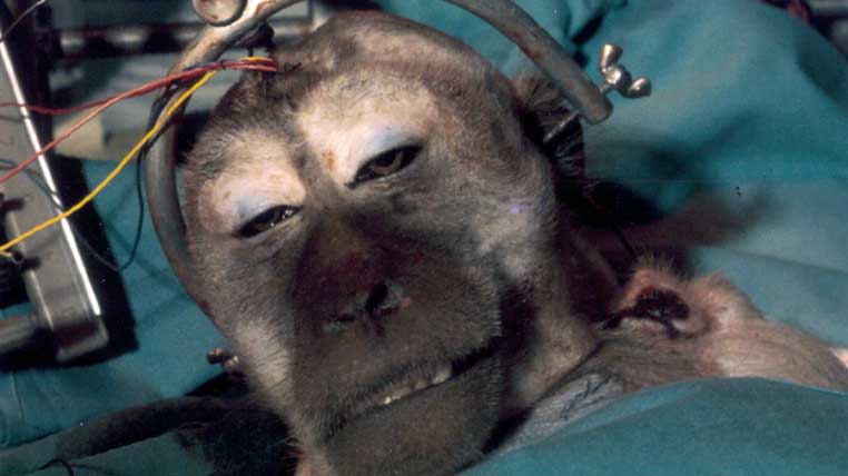 Transplantul unui cap de maimuță